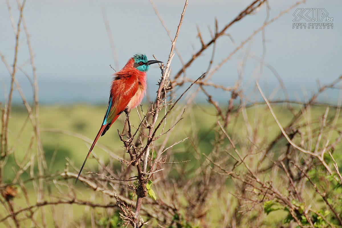 Murchison - Bijeneter In Murchison NP zitten er vrij veel kleurrijke vogels. Vooral de karmijnrode bijeneter komen we vaak tegen. Stefan Cruysberghs
